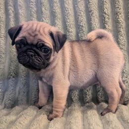 Oscar - Fawn male Pug puppy in Winter Haven, Florida from Lisa's Pugalicious Pugs