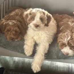 Alfalfa - Caramel cream male Australian Labradoodle puppy in Dawson, Georgia from Still Pond Australian Labradoodles