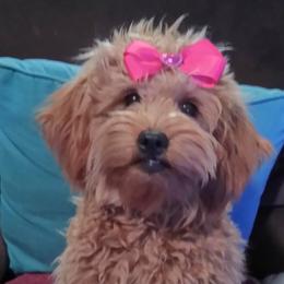 Goldendoodles and Sheepadoodles from Adorable Mini Goldendoodles and Sheepadoodles