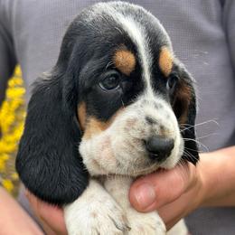 Female 3 - Black white and tan female Basset Hound puppy in Lindley, New York from Hill Top Basset Hounds & Cane Corso
