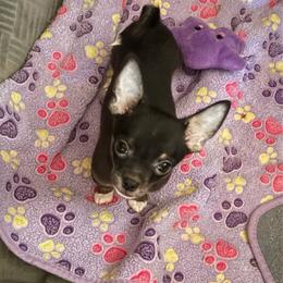 Boy 3-Tucker - Black and tan male Chihuahua puppy in Scranton, Pennsylvania from Grammy Farm