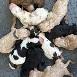 Whoodle puppies from Leshas Whoodles