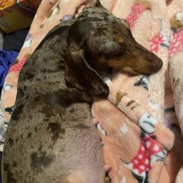 Chloee - Dachshund