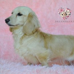 Bubbles - Dachshund