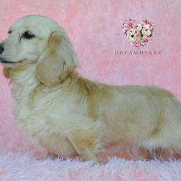 Bubbles - Dachshund