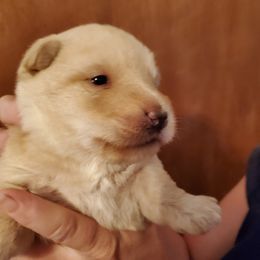 Scottish Terrier puppies from Hyland Lake Scotties