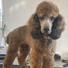 Sunny - Poodle