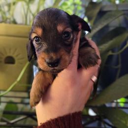 Garnet - Red male Dachshund puppy in Windom, Minnesota from Aster Creek Dachshunds & Australian Shepherds