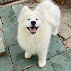 Samoyed Puppies from Larajus Samoyeds