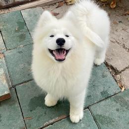 Samoyed Puppies from Larajus Samoyeds