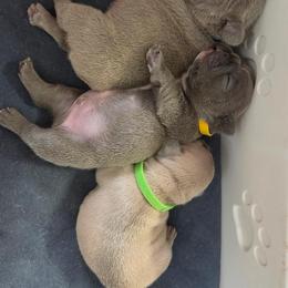 French Bulldog Puppies from Kaitlyn Slone