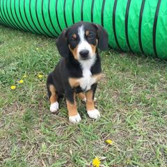Entlebucher Mountain Dog Puppies from Royal Peak Entlebuchers