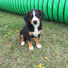 Entlebucher Mountain Dog Puppies from Royal Peak Entlebuchers