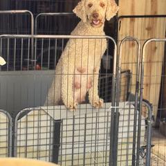 Bernedoodle, Double Doodle, and Saint Berdoodle Puppies from Remington Kennels, LLC