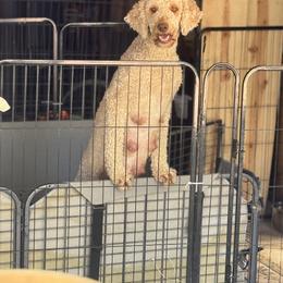 Bernedoodle, Double Doodle, and Saint Berdoodle Puppies from Remington Kennels, LLC