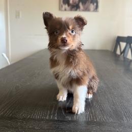 Arbor - Red tri-color male Australian Shepherd puppy in Tucson, Arizona from Soqui Ortiz Cattle Ranch