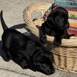 Labrador Retriever Puppies from Marshland Retrievers LLC