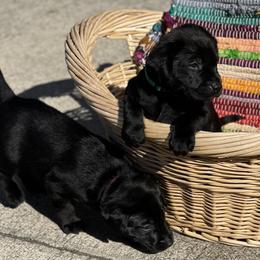 Labrador Retriever Puppies from Marshland Retrievers LLC