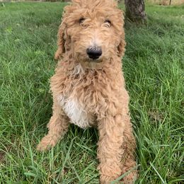 Poodle Puppies from Rocky Mountain Poodles
