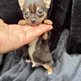 Peanut - Black and tan male Chihuahua puppy in Conway, Arkansas from Kings chichis