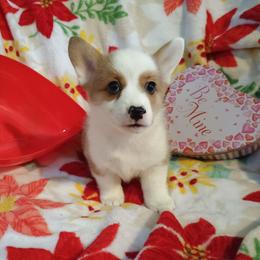 Boy 1 - Red and white male American Corgi puppy in Pioneer, Michigan from Country Corners Corgis