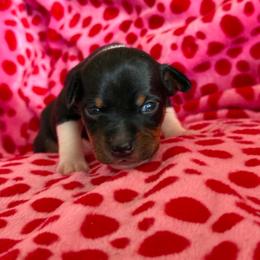 Nova - Black white and tan female Rat Terrier puppy in Molalla, Oregon from The Puppy Patch Rat Terriers