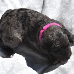 Blue Merle Girl One - Blue merle female Aussiedoodle puppy in Parma, Idaho from Arena Valley Acres