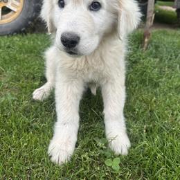 Male 3 - White male Maremma Sheepdog puppy in New Auburn, Wisconsin from Cordell Corgis