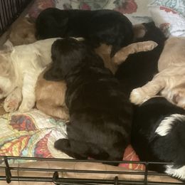 Australian Labradoodles from Sweet Time Labradoodles