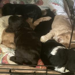 Australian Labradoodles from Sweet Time Labradoodles