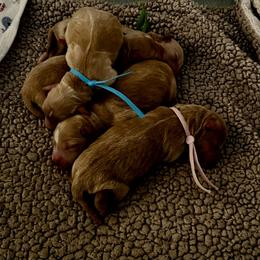 Miniature Schnauzer Puppies from Laurel Crown Schnauzers