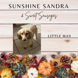 Little Man - Dachshund
