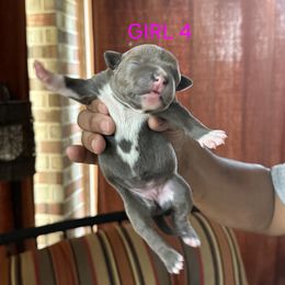 Girl 4 - female Staffordshire Bull Terrier puppy in Houston, Texas from Khaleesi Kennel