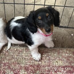 Dachshund Puppies from Logan’s Dashing Dachshunds