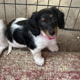Dachshund Puppies from Logan’s Dashing Dachshunds