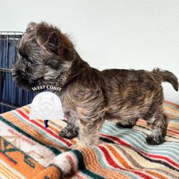West Coast Sophie - Wheaten female Cairn Terrier puppy in Naselle, Washington from West Coast Cairn Terriers