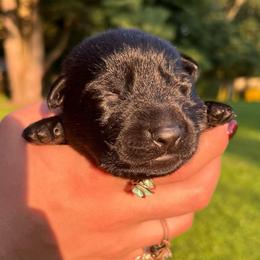 Poison - Bi-color male German Shepherd puppy in Salem, Ohio from von den Kilöff Working German Shepherds