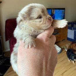 Phoenix - Chocolate merle male Pomeranian puppy in Edmond, Oklahoma from My Sun & Moon Poms