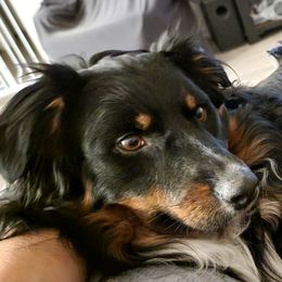 Australian Shepherds from Feathermoon Aussies