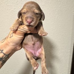 Female 3 - Chocolate female Dachshund puppy in Rio, Wisconsin from 3k Corgis and Miniature Dachshunds