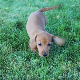 Boy 2 - Red male Dachshund puppy in Craig, Colorado from Rocky Mountain Shih Tzus and Dry Creek Miniature Dachshunds