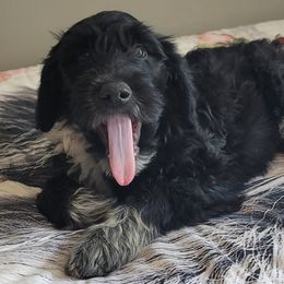 Aussiedoodles and Poodles from Red Barn Farming LLC