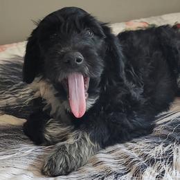 Aussiedoodles and Poodles from Red Barn Farming LLC
