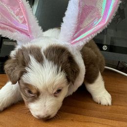 Australian Shepherd Puppies from Fly by Nite Australian Shepherds
