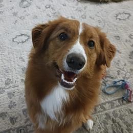 Big Papi - Nova Scotia Duck Tolling Retriever