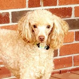 Xander - Poodle