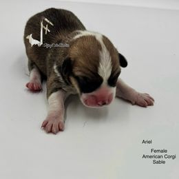Ariel - Sable and white female American Corgi puppy in Casper, Wyoming from Flying Note Shorties