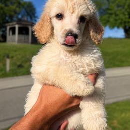 Halo - Cream female Poodle puppy in Washington, Pennsylvania from Patriotic Poodles