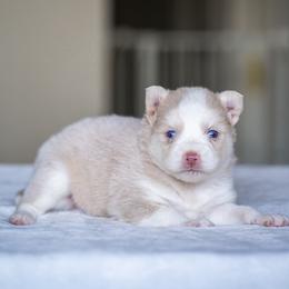 Nutmeg - Lavender male Pomsky puppy in San Mateo, California from The Pomsky Garden