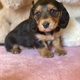 Jasmine - Black and tan Dachshund puppy in Great Bend, Pennsylvania from Dashing Doxies
